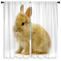 Rabbit On White Window Curtains 24292624