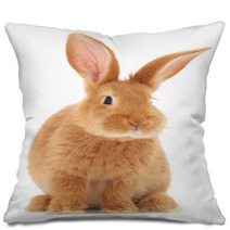 Rabbit Pillows 56523932