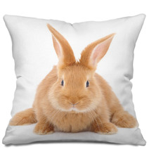 Rabbit Pillows 59061581