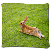 Rabbit Prostrates In Garden Blankets 56137012