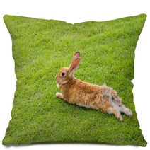 Rabbit Prostrates In Garden Pillows 56137012
