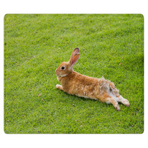 Rabbit Prostrates In Garden Rugs 56137012