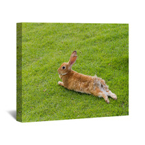 Rabbit Prostrates In Garden Wall Art 56137012