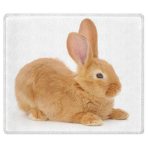 Rabbit Rugs 55072528