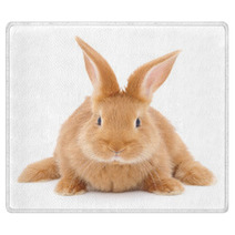 Rabbit Rugs 59061581
