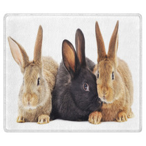 Rabbits Rugs 64088218