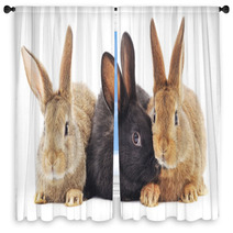 Rabbits Window Curtains 64088218