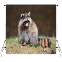Raccoon Backdrops 49726042