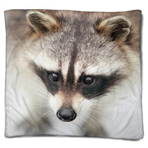Raccoon Blankets 100378261