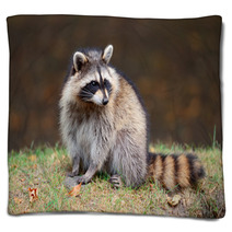 Raccoon Blankets 49726042