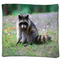 Raccoon Blankets 95910353