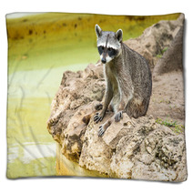 Raccoon Blankets 96626948