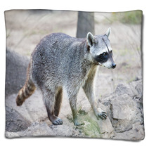 Raccoon Blankets 96872519