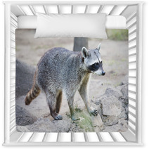 Raccoon Nursery Decor 96872519