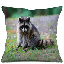 Raccoon Pillows 95910353