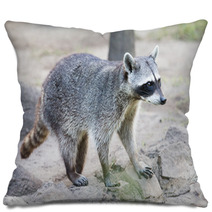 Raccoon Pillows 96872519