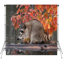 Raccoon (Procyon Lotor) Washes Paws Backdrops 62472587
