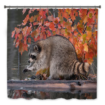 Raccoon (Procyon Lotor) Washes Paws Bath Decor 62472587