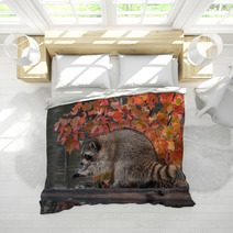 Raccoon (Procyon Lotor) Washes Paws Bedding 62472587