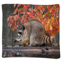 Raccoon (Procyon Lotor) Washes Paws Blankets 62472587
