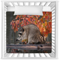Raccoon (Procyon Lotor) Washes Paws Nursery Decor 62472587