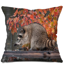 Raccoon (Procyon Lotor) Washes Paws Pillows 62472587