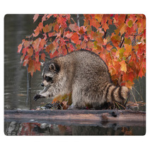 Raccoon (Procyon Lotor) Washes Paws Rugs 62472587