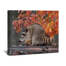 Raccoon (Procyon Lotor) Washes Paws Wall Art 62472587