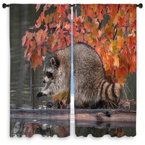 Raccoon (Procyon Lotor) Washes Paws Window Curtains 62472587