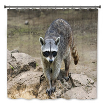 Raccoon Sitting And Staring Intently Bath Decor 99471699