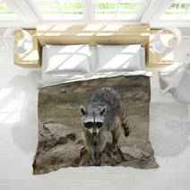 Raccoon Sitting And Staring Intently Bedding 99471699