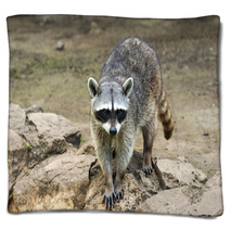 Raccoon Sitting And Staring Intently Blankets 99471699