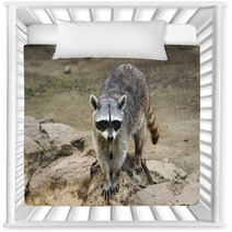Raccoon Sitting And Staring Intently Nursery Decor 99471699