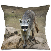 Raccoon Sitting And Staring Intently Pillows 99471699