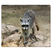 Raccoon Sitting And Staring Intently Rugs 99471699