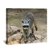 Raccoon Sitting And Staring Intently Wall Art 99471699