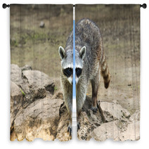 Raccoon Sitting And Staring Intently Window Curtains 99471699