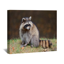 Raccoon Wall Art 49726042