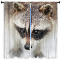 Raccoon Window Curtains 100378261