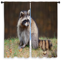 Raccoon Window Curtains 49726042