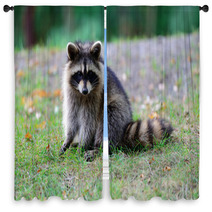 Raccoon Window Curtains 95910353