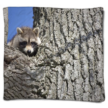 Racoon In Winter Blankets 81470716