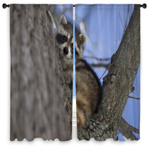 Racoon In Winter Window Curtains 81470653