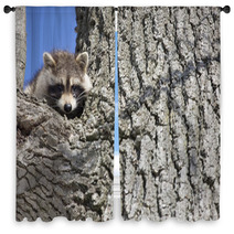 Racoon In Winter Window Curtains 81470716