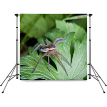 Raft Spider, Dolomedes Fimbriatus On A Green Leaf Backdrops 72418463