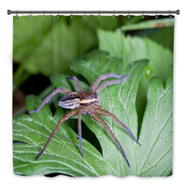 Raft Spider, Dolomedes Fimbriatus On A Green Leaf Bath Decor 72418463