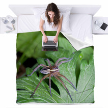 Raft Spider, Dolomedes Fimbriatus On A Green Leaf Blankets 72418463