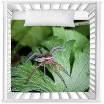 Raft Spider, Dolomedes Fimbriatus On A Green Leaf Nursery Decor 72418463