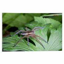 Raft Spider, Dolomedes Fimbriatus On A Green Leaf Rugs 72418463
