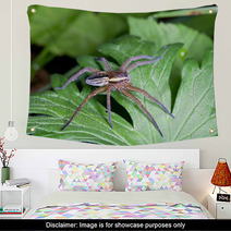 Raft Spider, Dolomedes Fimbriatus On A Green Leaf Wall Art 72418463